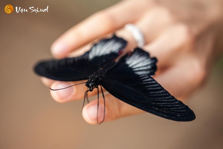 bướm đen bay vào nhà nên làm gì
