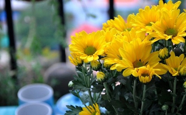 Cắm hoa cúc bên trên bàn thờ cúng chỉ việc tăng vài ba giọt chanh hoa tươi tỉnh căng nửa  tháng
