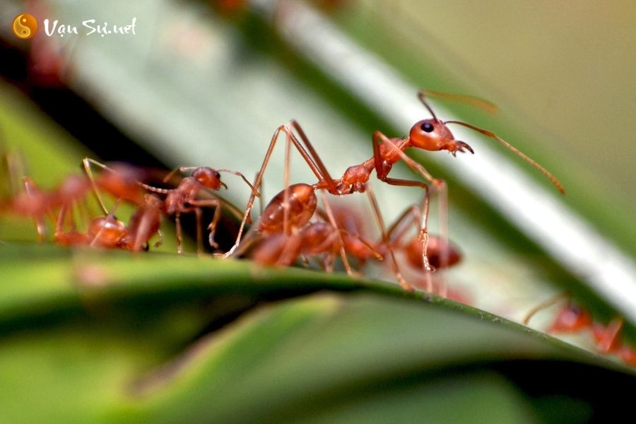 nhìn những con kiến