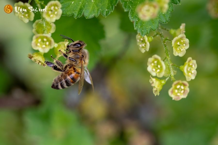 Điềm báo khi nằm mơ thấy ong