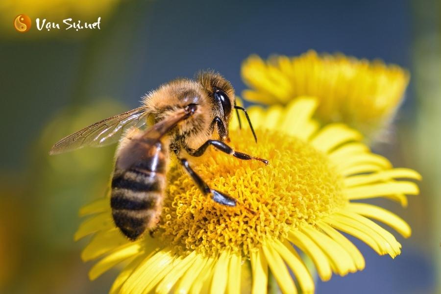 ong vào nhà nên làm gì