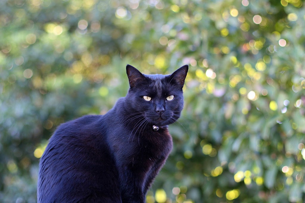 Mèo đen vào nhà là điềm gì? Có xui xẻo như ta nghĩ?
