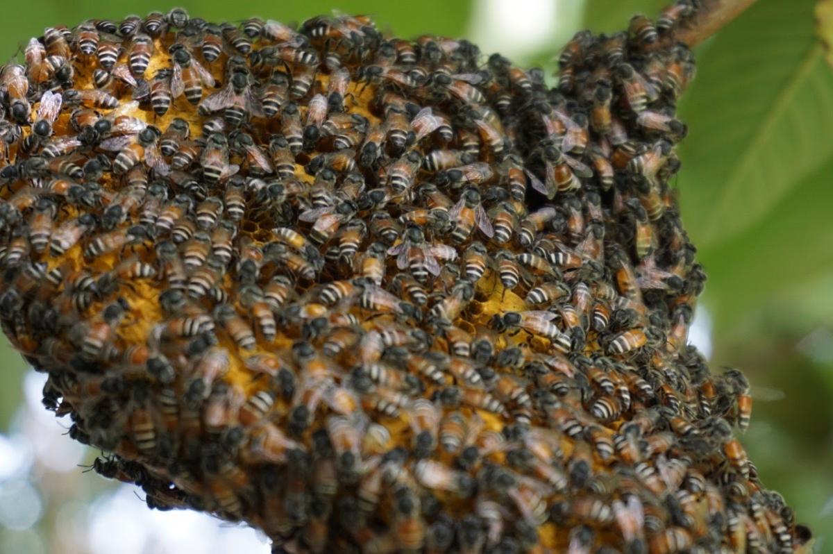 Ong làm tổ trong nhà tốt hay xấu? Giải mã điềm báo tương lai