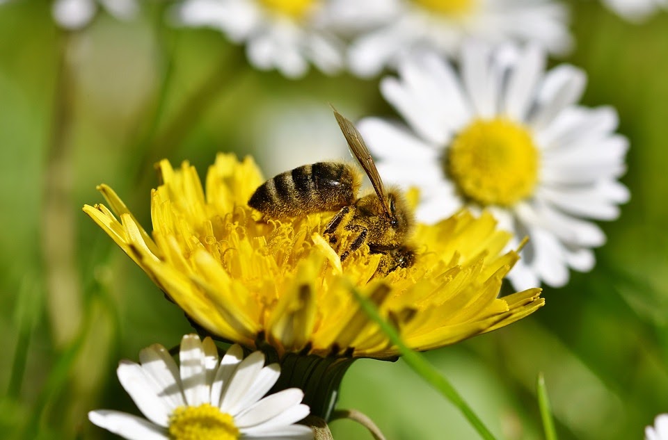 5 Cách Đuổi Ong Ra Khỏi Nhà Đơn Giản, Hiệu Quả Nhất – bTaskee