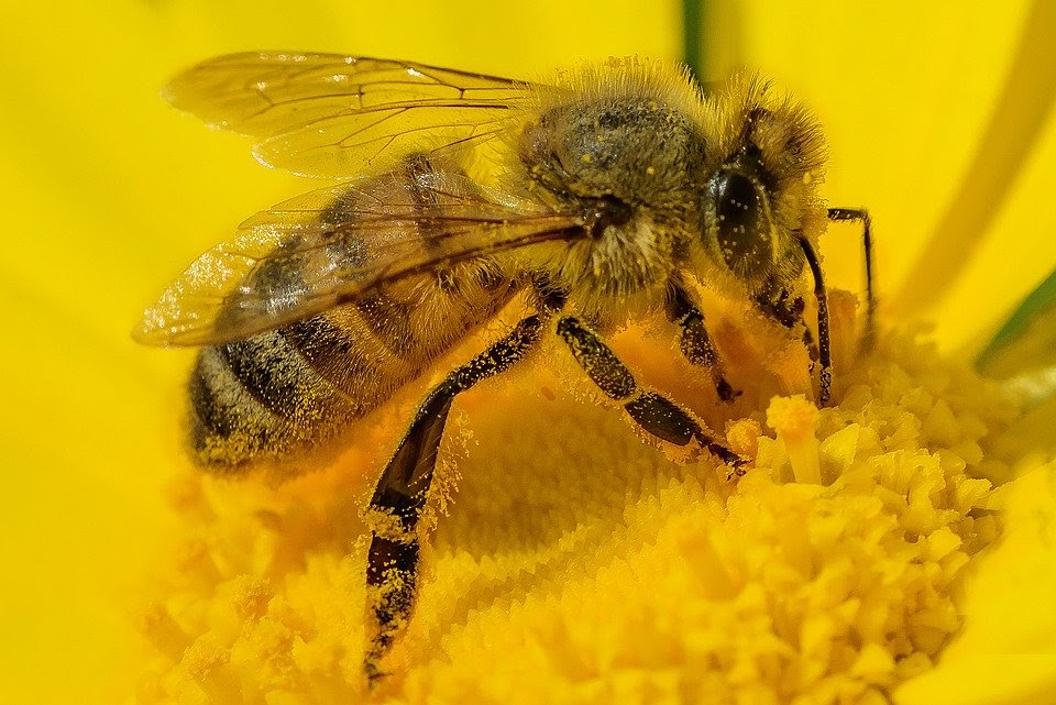 Ong làm tổ trong nhà là điềm báo gì?
