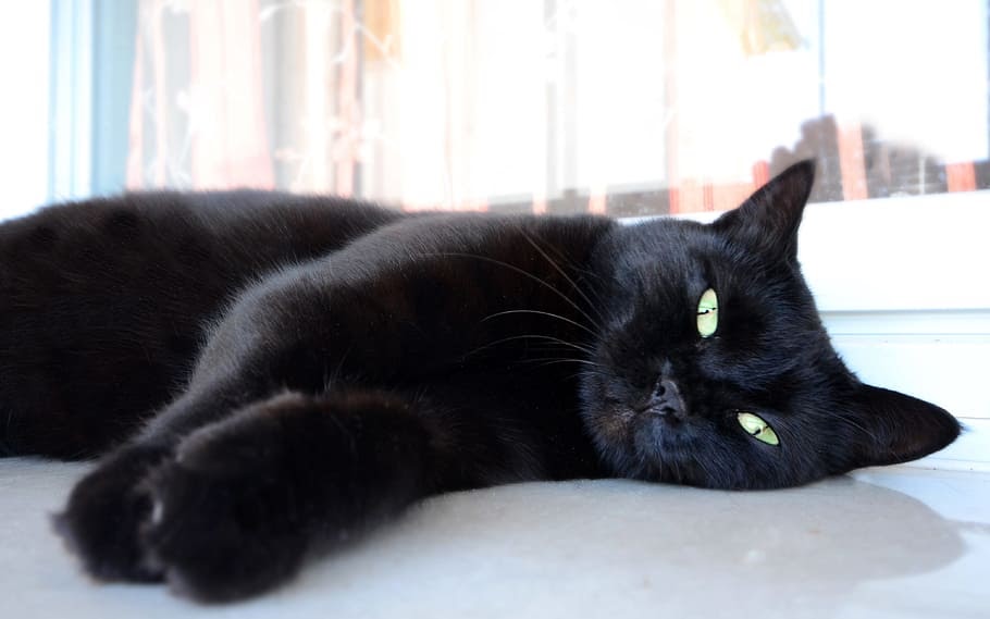 Làm gì khi thấy mèo đen vào nhà?