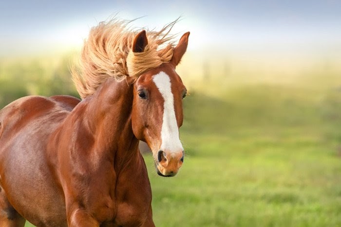 Nằm mơ thấy ngựa là điềm báo gì