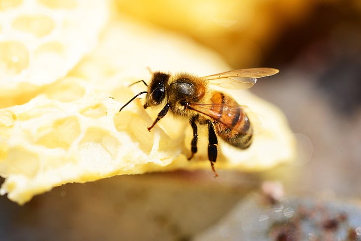 Giải mã chi tiết việc ong làm tổ trong nhà