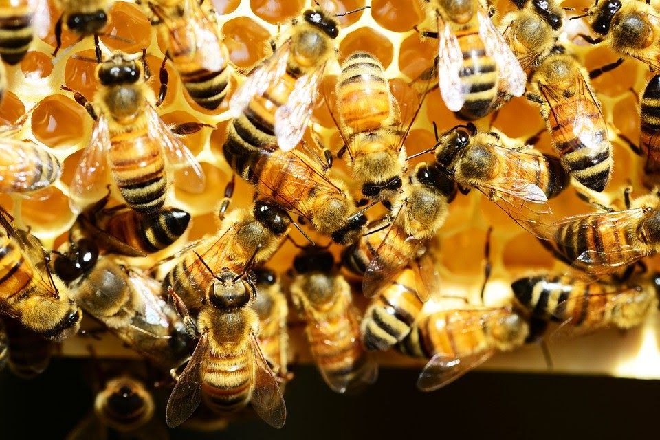 Ong làm tổ trong nhà nên lựa chọn con số may mắn nào?