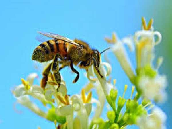 Chiêm bao thấy ong
